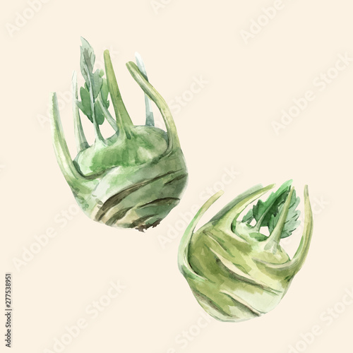 Watercolor kohlrabi vector vegetable