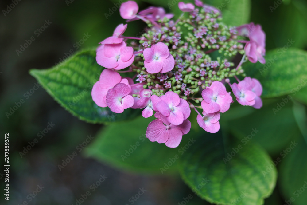 soft focus on pink japanese hydrangea and its green leaves soft focus on pink japanese hydrangea and its green leaves