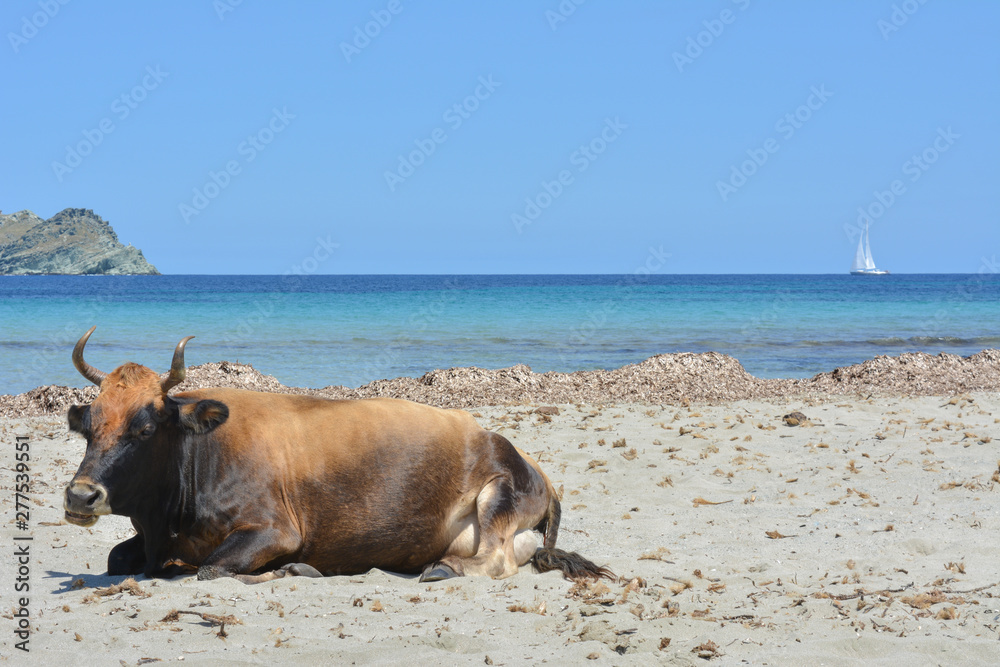 Mucca sulla spiaggia di Barcaggio, Cap Corse. Corsica, Francia	