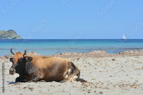 Mucca sulla spiaggia di Barcaggio, Cap Corse. Corsica, Francia 
