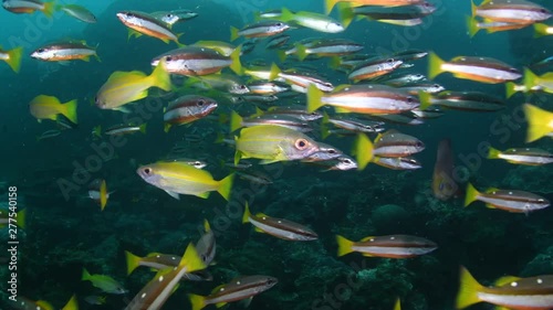 School of Two spot Snappers, Lutjanus biguttatus photo