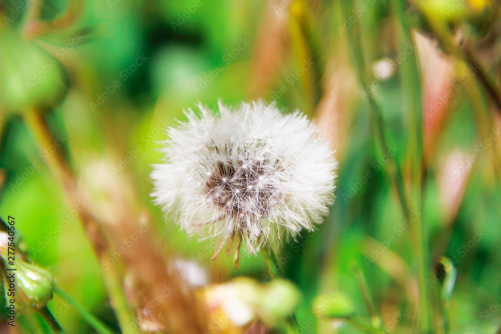 autumn summer flowers dandelions on a green nature background autumn summer flowers dandelions on a green nature background