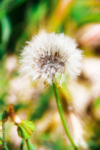 autumn summer flowers dandelions on a green nature background