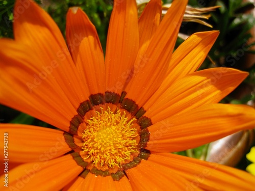 orange calendula flower