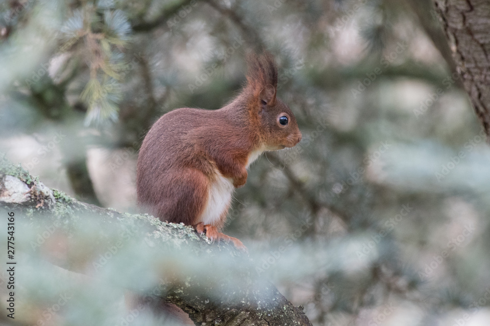 Fototapeta premium ecureuil roux