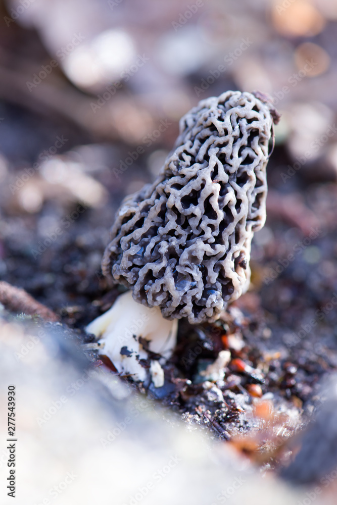 Fototapeta premium champignon morille