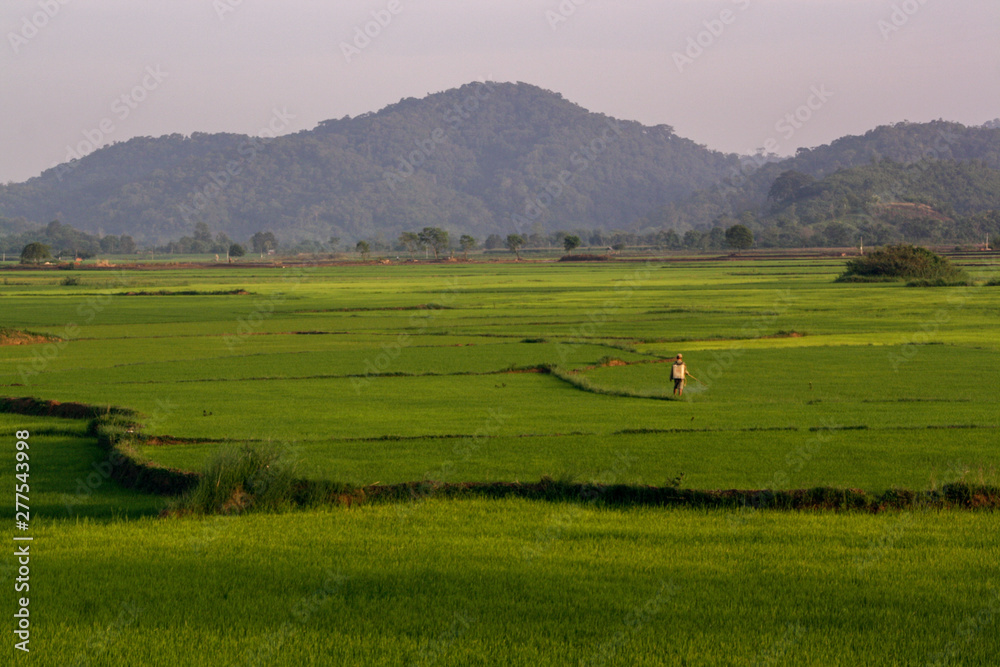 Vietnamese worker handles emerald green rice fields at dawn. Rice fields go beyond the horizon. Vietnamese worker handles emerald green rice fields at dawn. Rice fields go beyond the horizon.