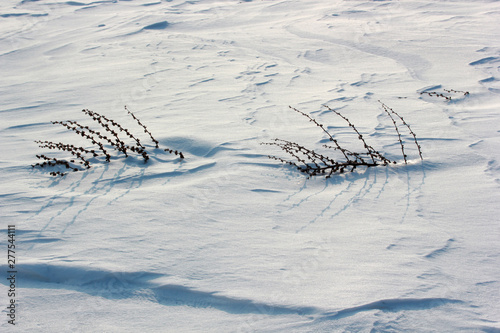 dry mullein plant on snow