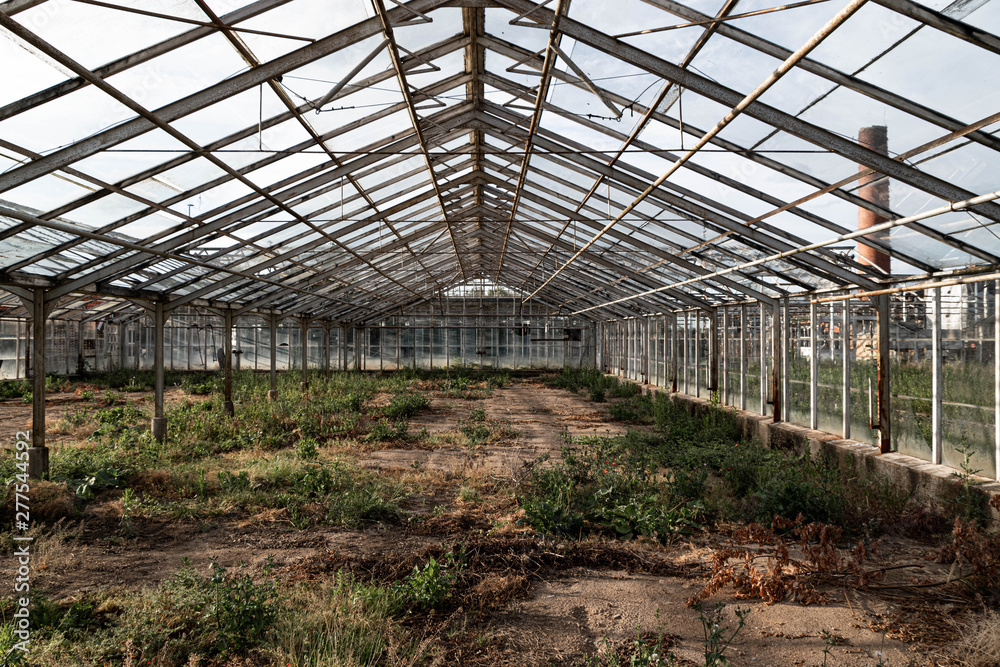 abandoned greenhouse with plants