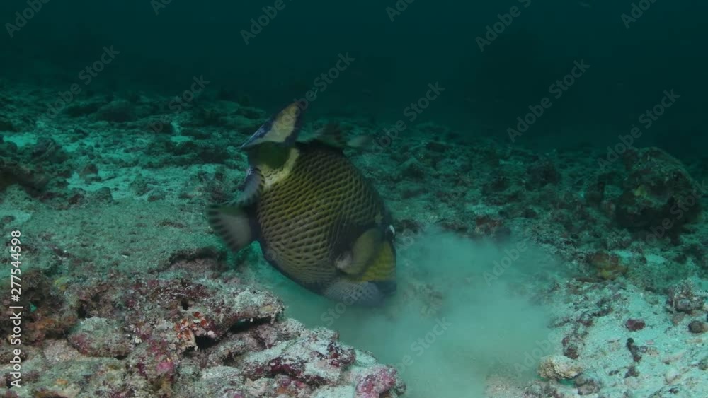 Titan Triggerfish, Balistoides viridescens digging in the sand