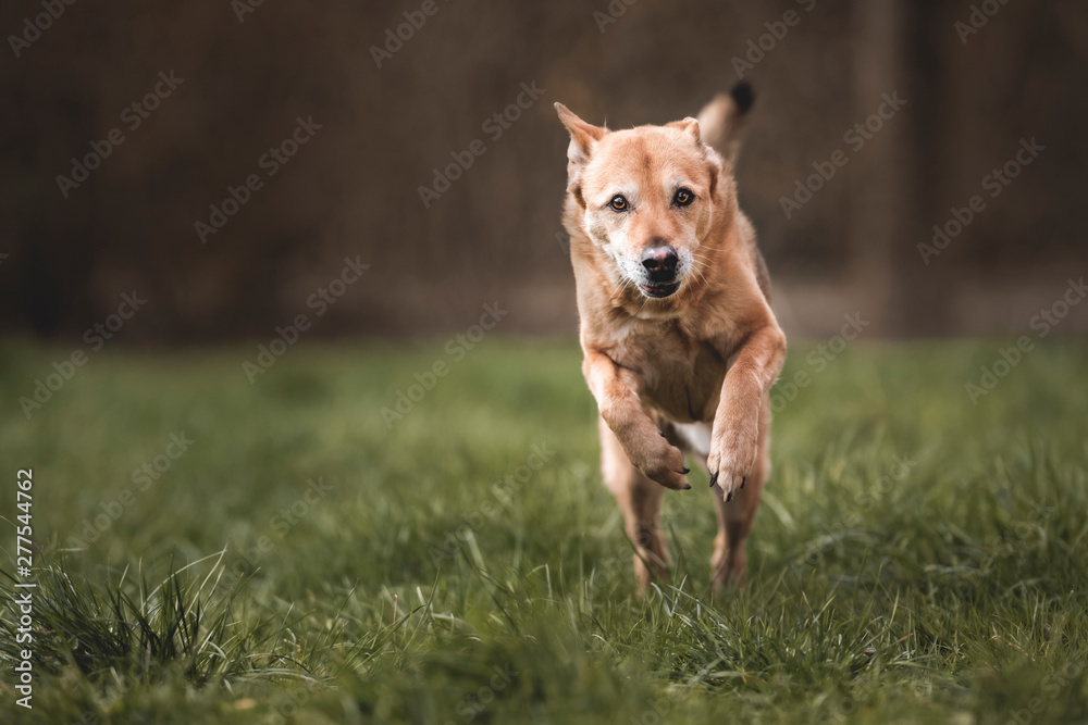 Canaan Dog rennend im Gras