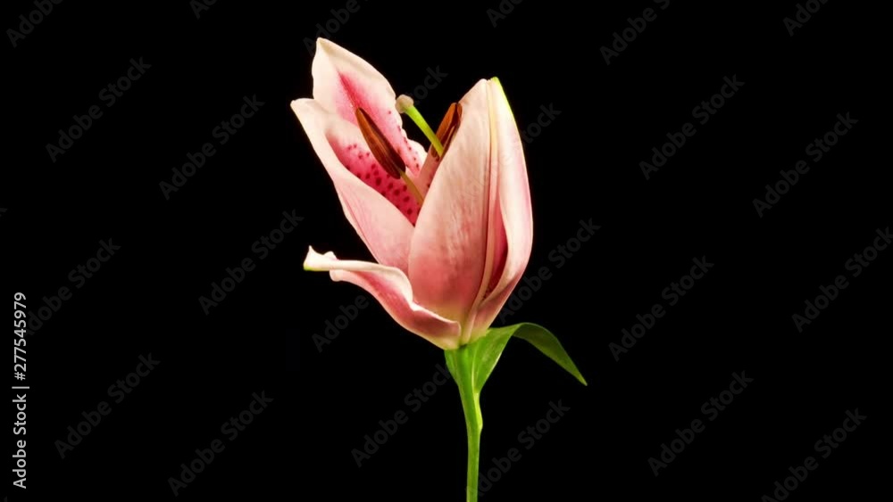 Time Lapse of a pink Lily blooming Time Lapse of a pink Lily blooming