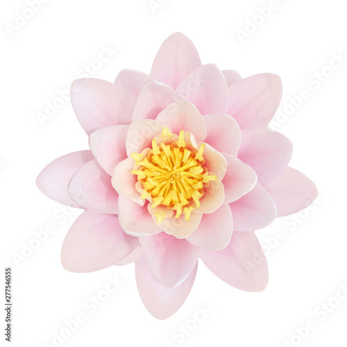 Lotus Blossom. A pink Lotus flower in full bloom, isolated on white.