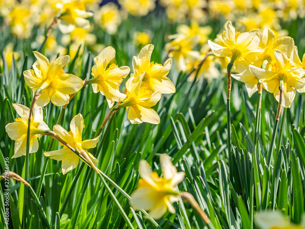 Bright yellow Daffodil flower field in the garden or park.