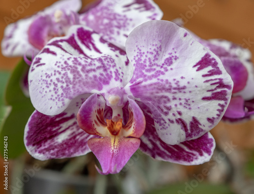sch  ne Orchidee Nahaufnahme