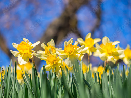 Closeup of yellow daffodil flower with blurry blue sky background in the park or garden.