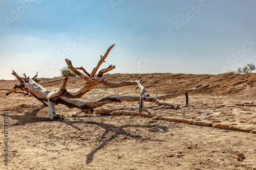thar desert landscape, view of thar zone, in the rajasthan