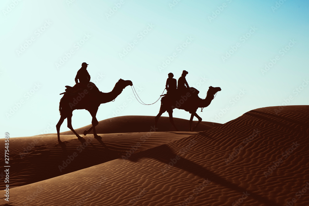 Fototapeta premium silhouette dromedary in the thar desert