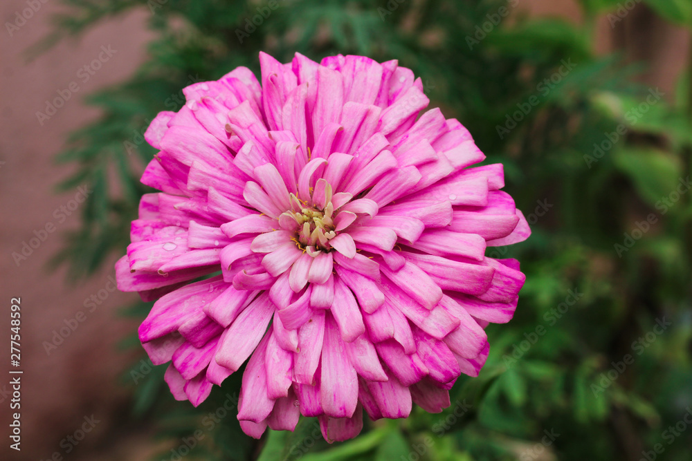 Fototapeta premium Dalia Flower with petal