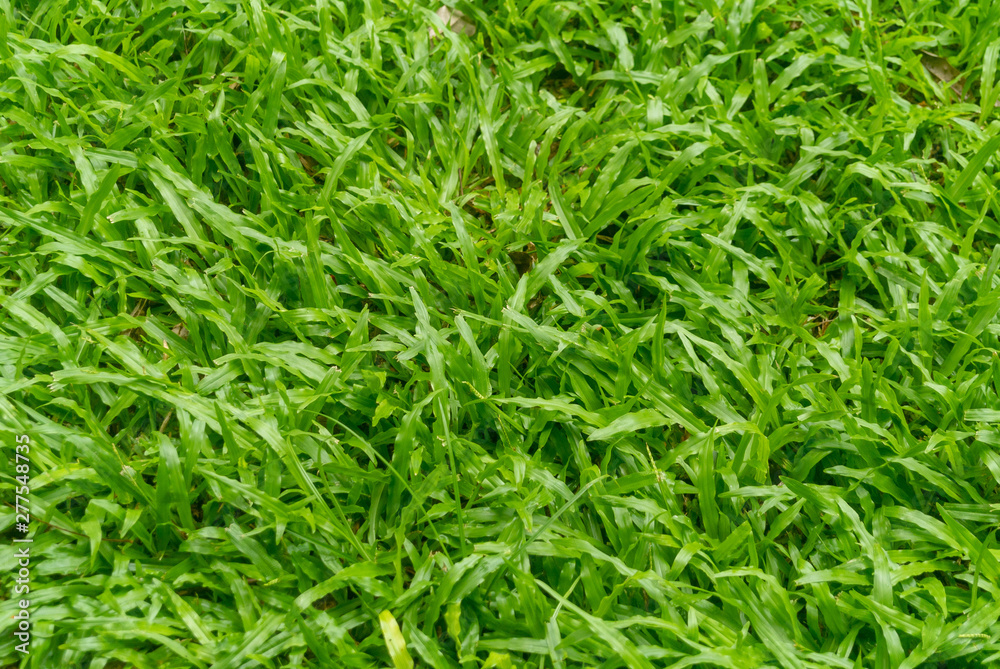 background of green grass background of green grass
