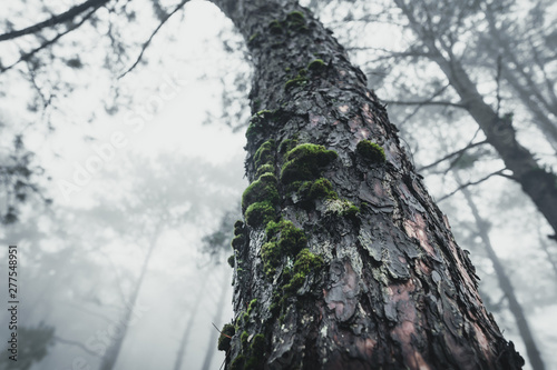 Fototapeta Naklejka Na Ścianę i Meble -  Forest Rain and fog in the forest