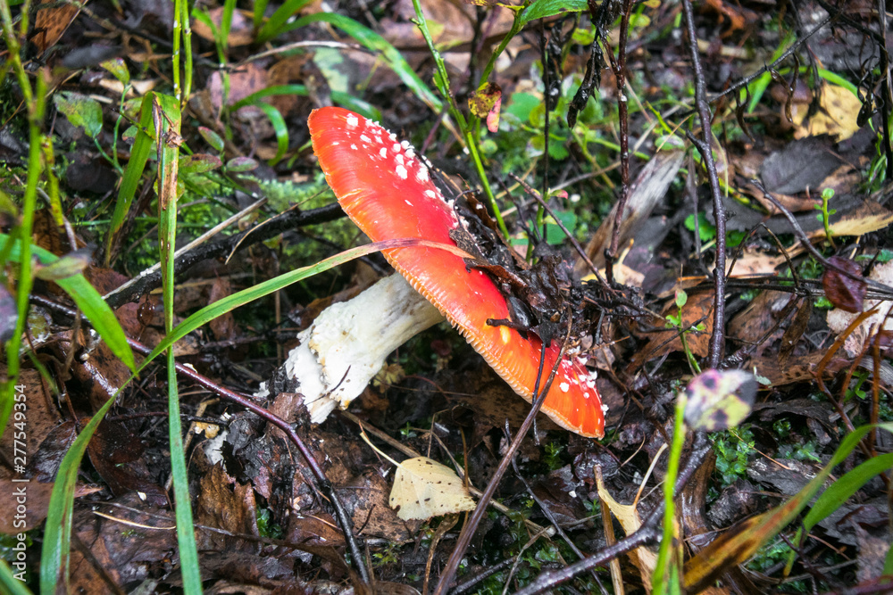 poisonous mushroom red fly agaric on the edge of the autumn forest poisonous mushroom red fly agaric on the edge of the autumn forest