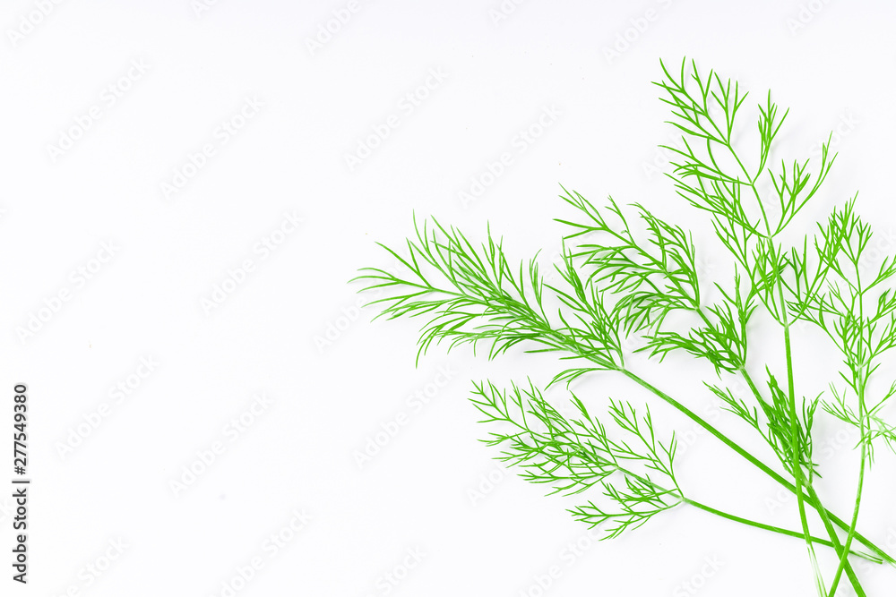 Fresh dill isolated on white background with copy space
