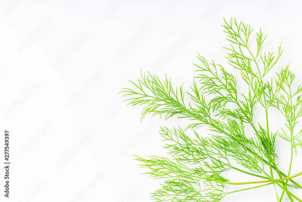 Fresh dill isolated on white background with copy space