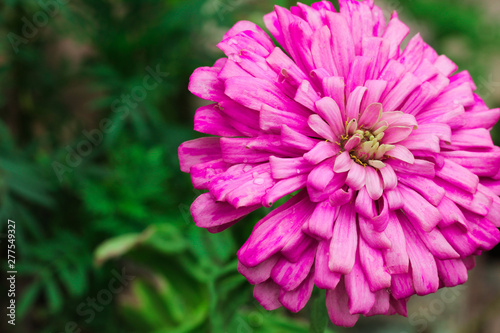 Dalia flower full view with soft green background