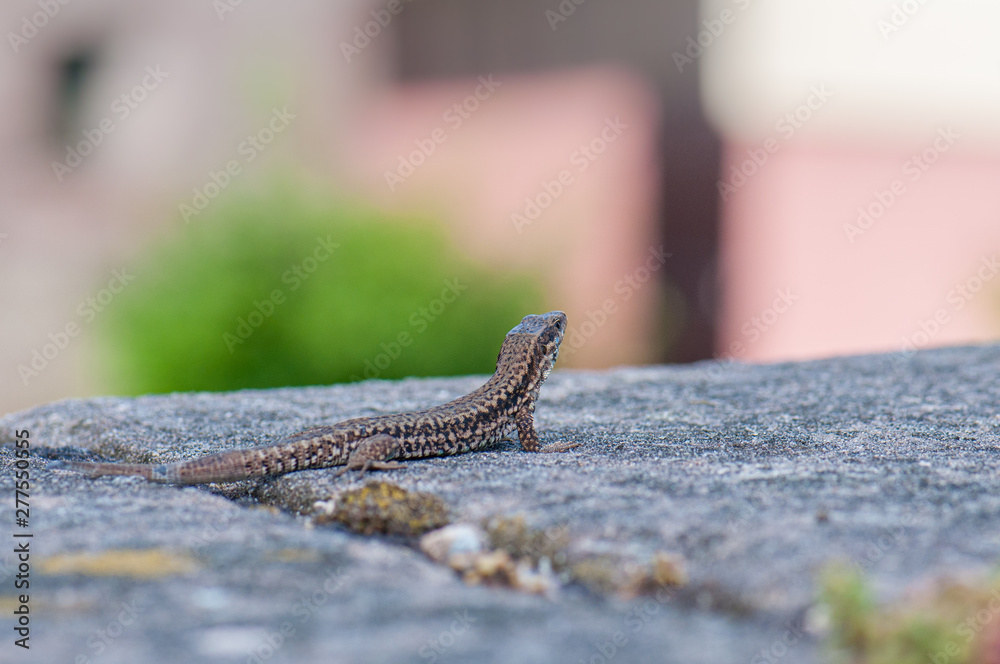 Lizard on a wall