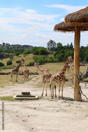 giraffe, praha, zoo, animal, wildlife, mammal, safari, wild, nature, tall, neck, animals, wilderness, savannah, landscape, 