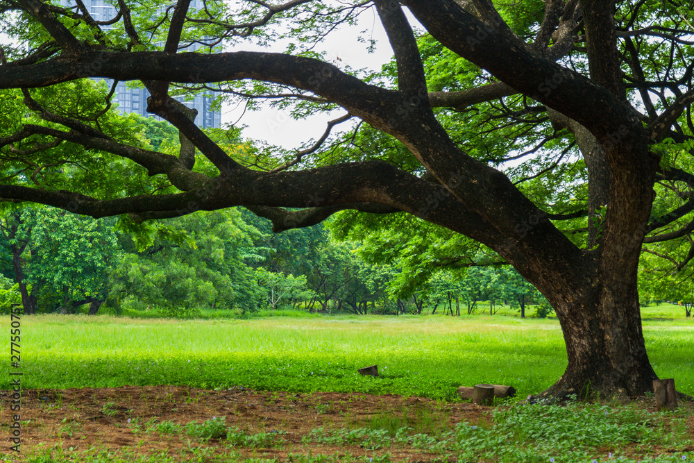Nature view from a big rain tree on meadow with nature background. Nature view from a big rain tree on meadow with nature background.