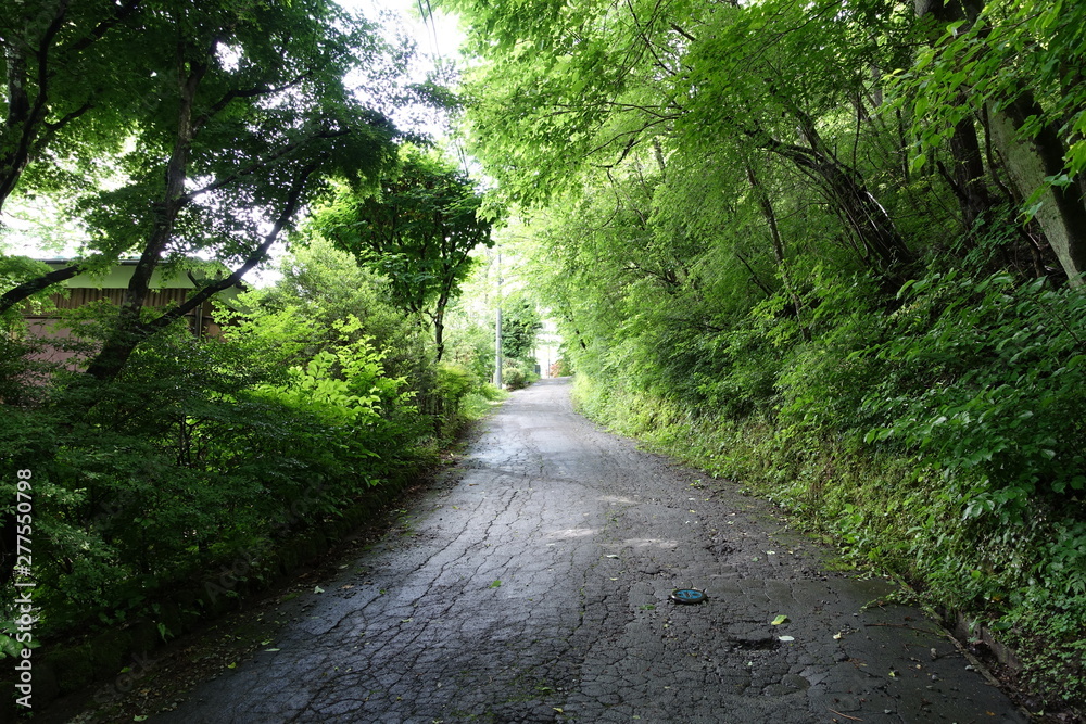 森の中へと続く道（長野 軽井沢）road in forestroad in forest