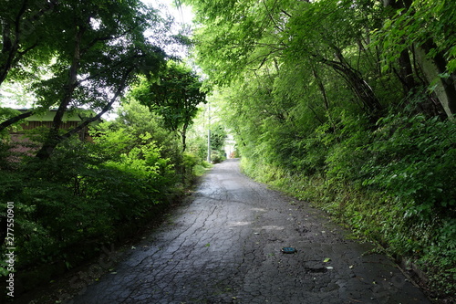 森の中へと続く道（長野 軽井沢）road in forest