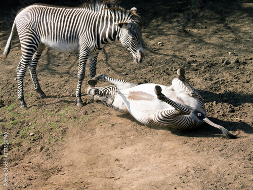 zebras having fun