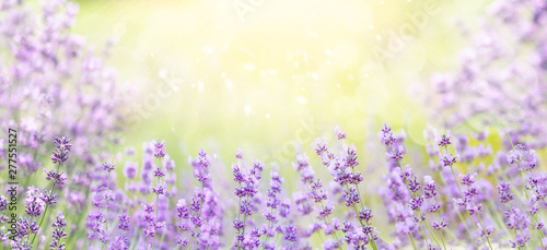 Wide field of lavender in summer morning, panorama blur background. Spring or summer lavender background. Shallow depth of field. Selective focus on lavender flowers lit by sunlight