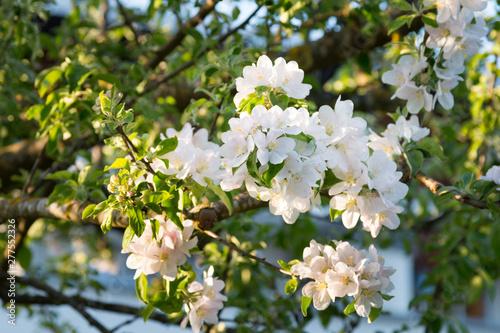 blooming tree