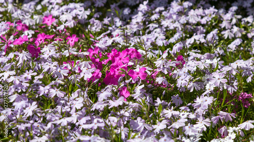 purple flowers in the garden © Alexander
