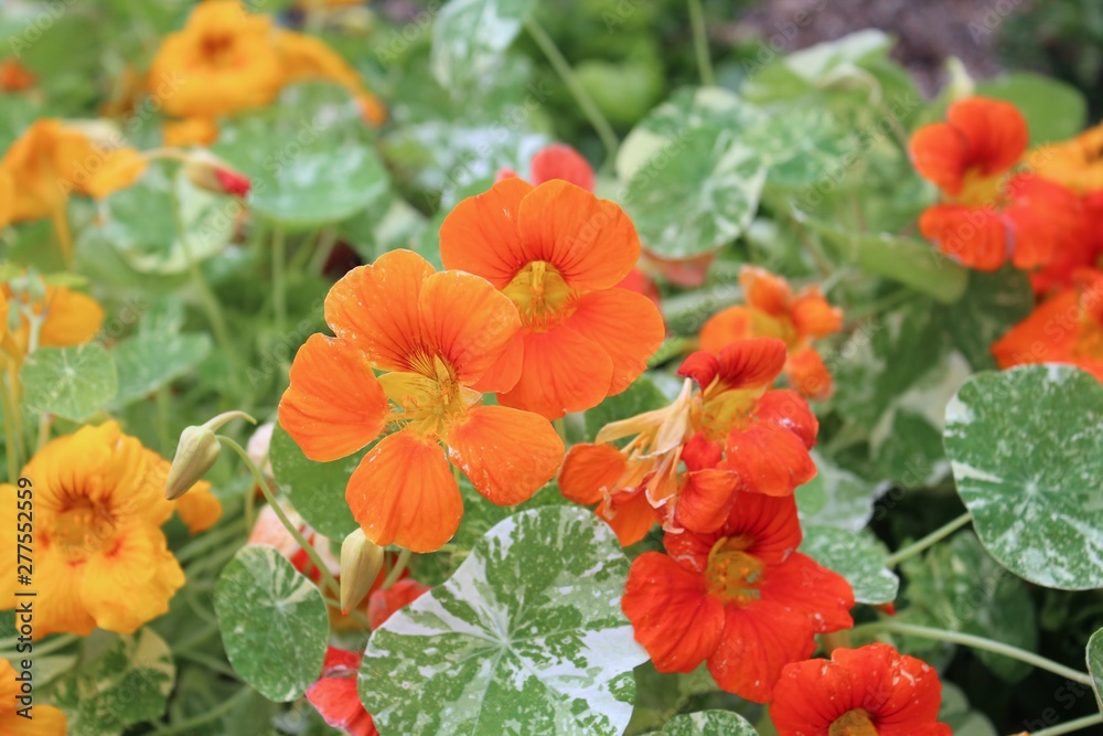 BEAUTIFUL ORANGE MARIGOLD FLOWERS BEAUTIFUL ORANGE MARIGOLD FLOWERS