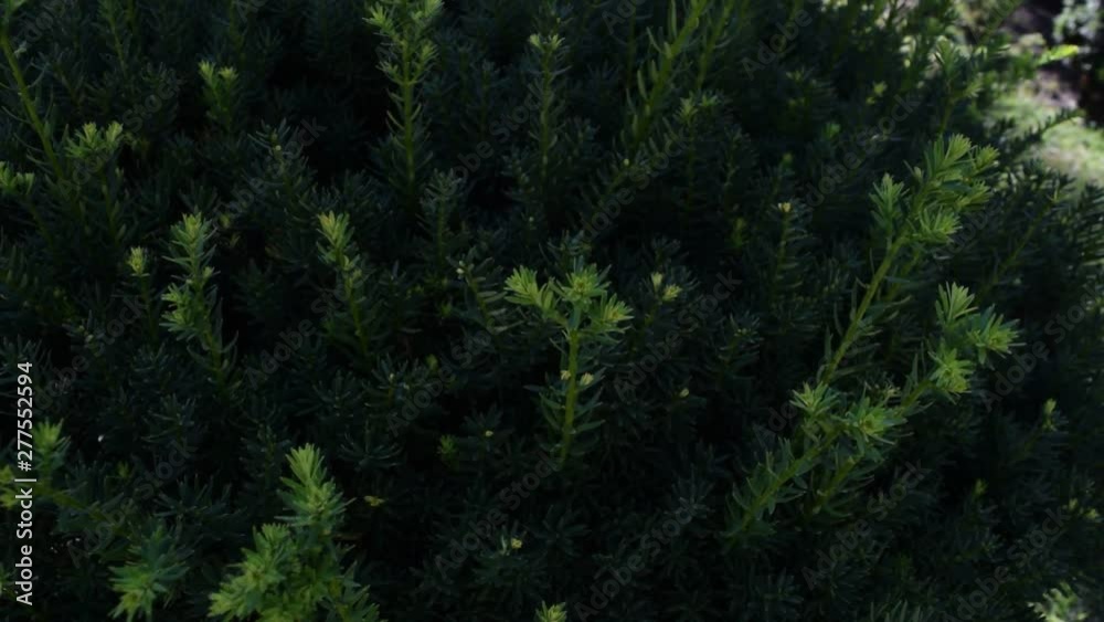 Needles are blue in the pine. Nature and plants. Needles are blue in the pine. Nature and plants.