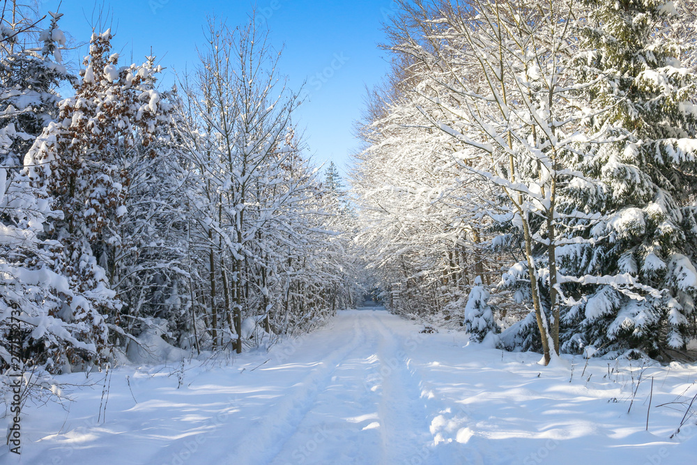 trees in snow trees in snow