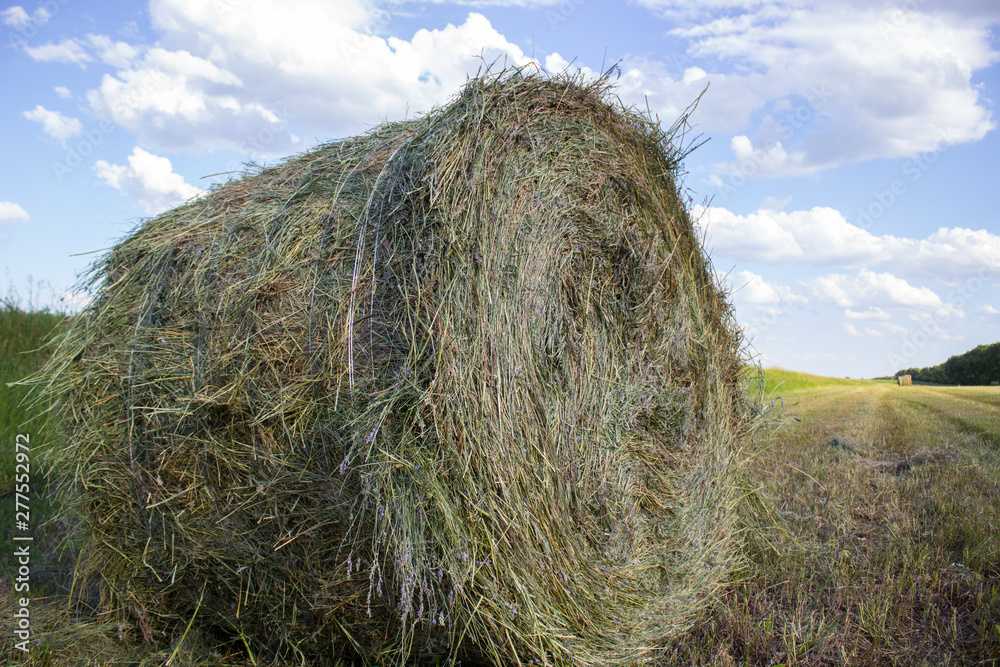 Hay bale of dry grass close-up Hay bale of dry grass close-up