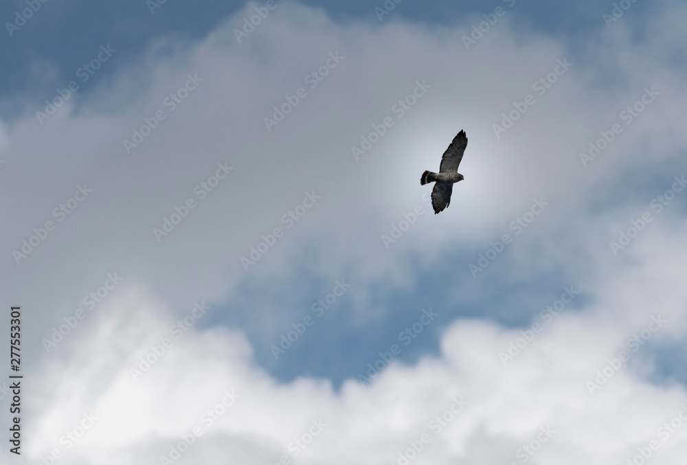 Broadshoulderderd, a hawk kind of bird of prey Broadshoulderderd, a hawk kind of bird of prey