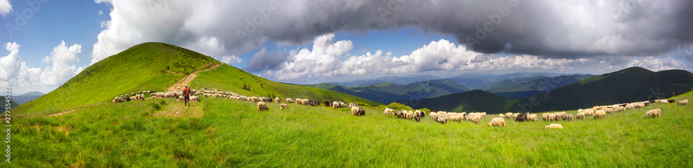 Fototapeta premium A flock of sheep on a mountain