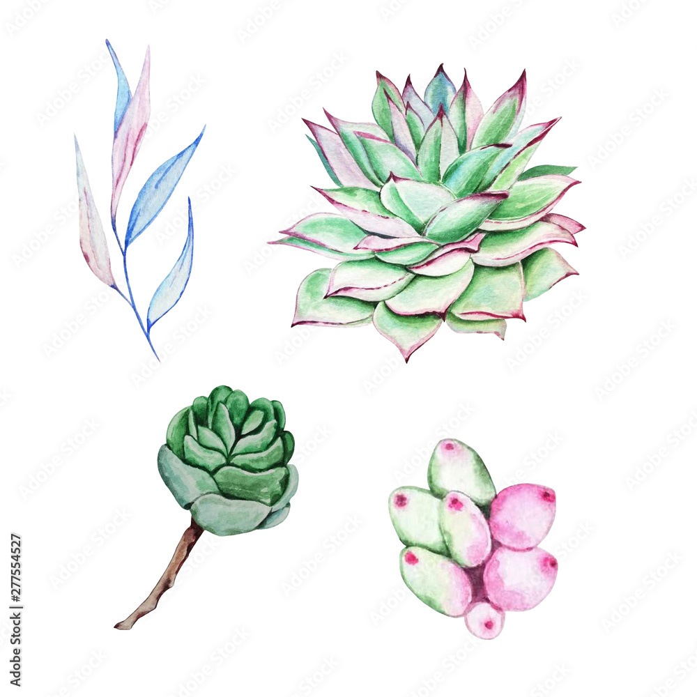 Fototapeta premium watercolor set succulent4