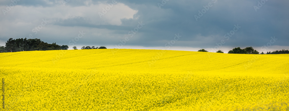 Panoramic view of a blooming yellow rapeseed field with overcast sky, Scotland