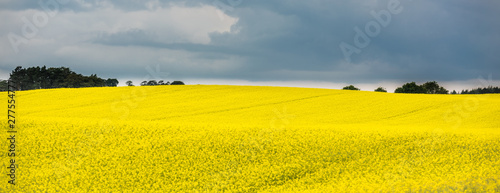 Panoramic view of a blooming yellow rapeseed field with overcast sky, Scotland © lukasz_kochanek