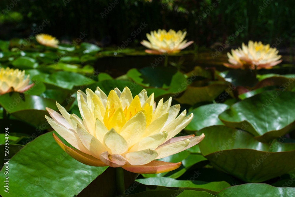 Lotus Flowers Lotus Flowers
