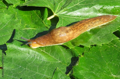 Orange slug on green leaves background, closeup