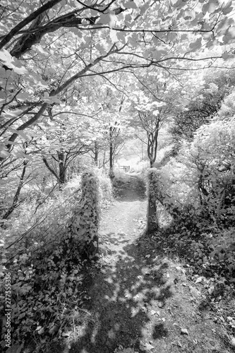 Infrared trees in cornwall england uk 